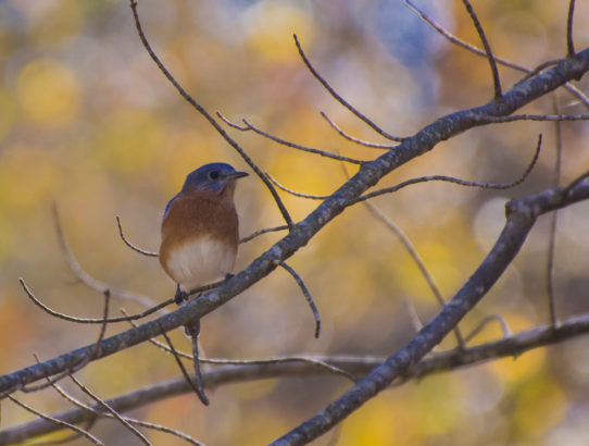 An Eastern Bluebird ...