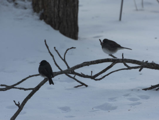 Puffed up Juncos ...