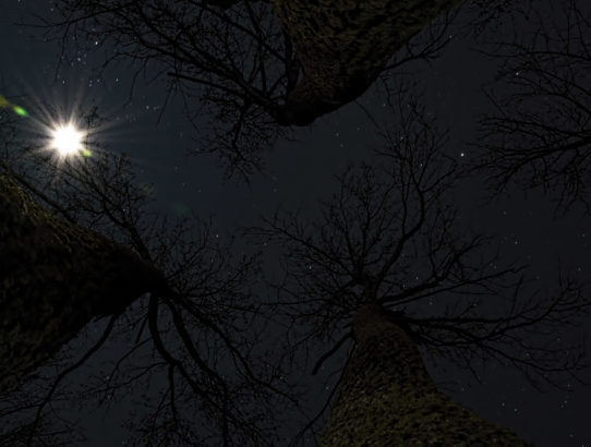 Trees beneath the stars ...