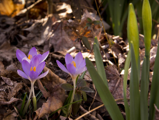73 degrees and crocus in bloom ...