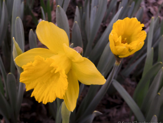 Daffodils ...