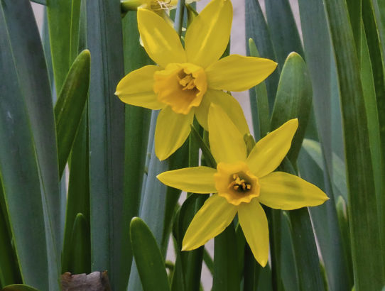 Jonquils are blooming ...