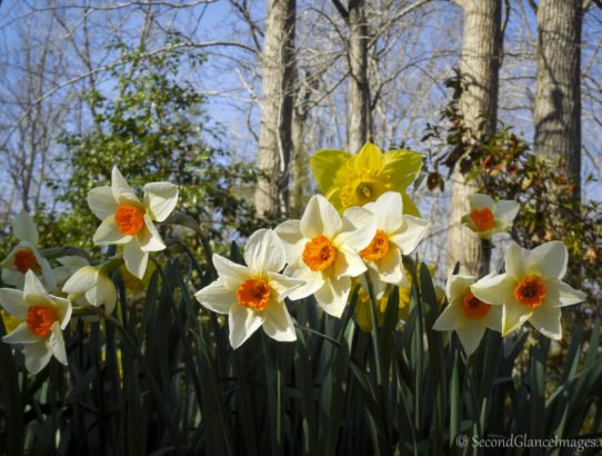Sunshine and daffodils ...
