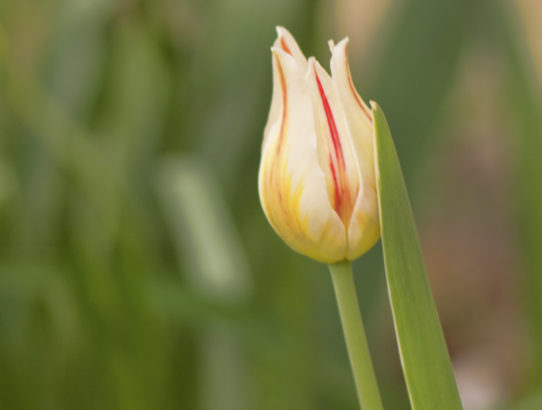 Another tulip ...