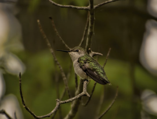 First hummingbird sighting of the year ...
