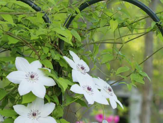 More of the white clematis ...