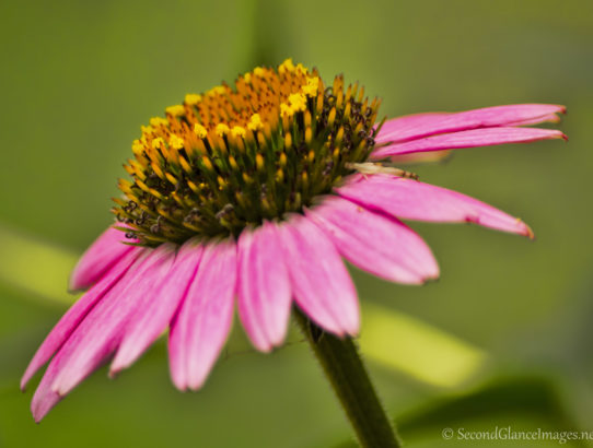 Another purple coneflower ...