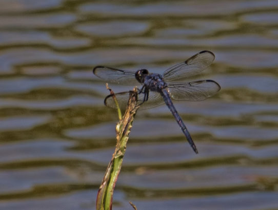 One of the dozens of dragonflies ...