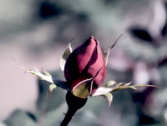 Blackened rose ...