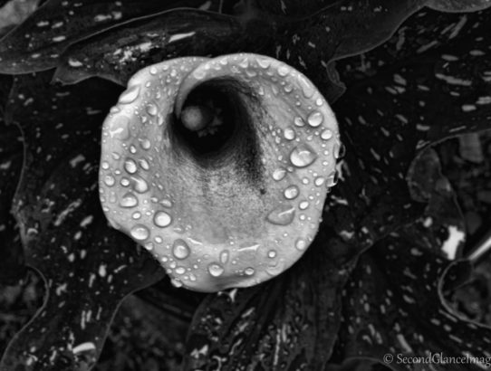 Rain washed calla lily ...