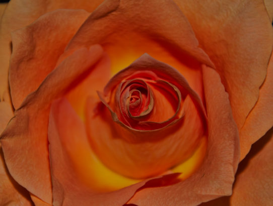 A rose ...