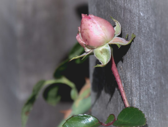 A climbling rose ...