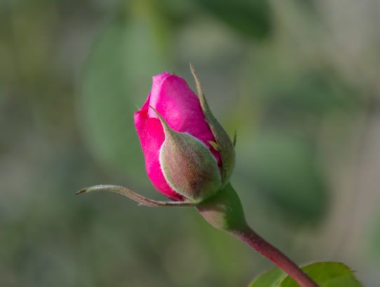 And another rosebud ...