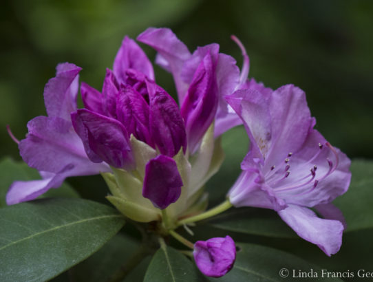 Rhododendron blooming ...